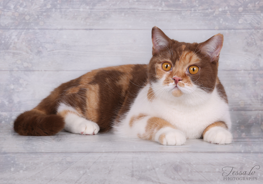 chocolate and white british shorthair