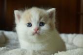 dsc0253411_t1.jpg