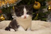 dsc03417111_t1.jpg