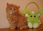 dsc05821_t1.jpg