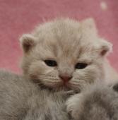 dsc06987_t1.jpg